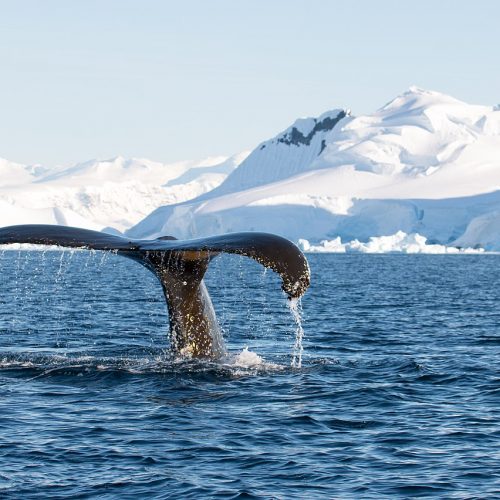 The tail of a whale breaches the water off the coast of Antarctica.