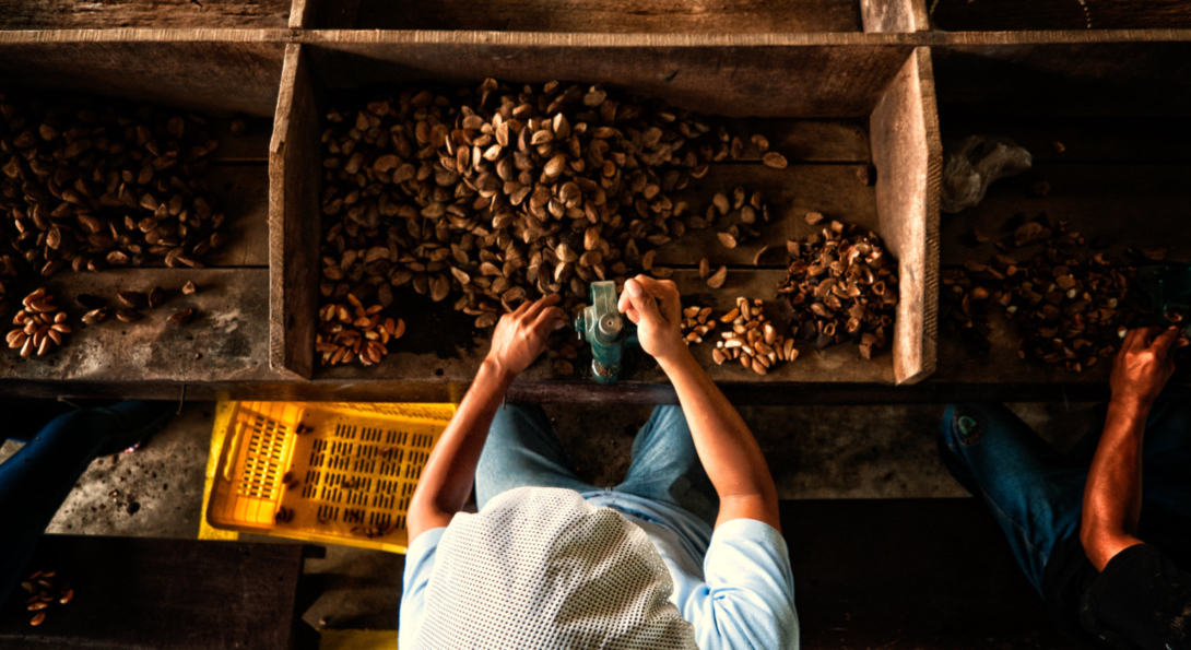 A worker processes Brazil nuts at a factory in Peru.