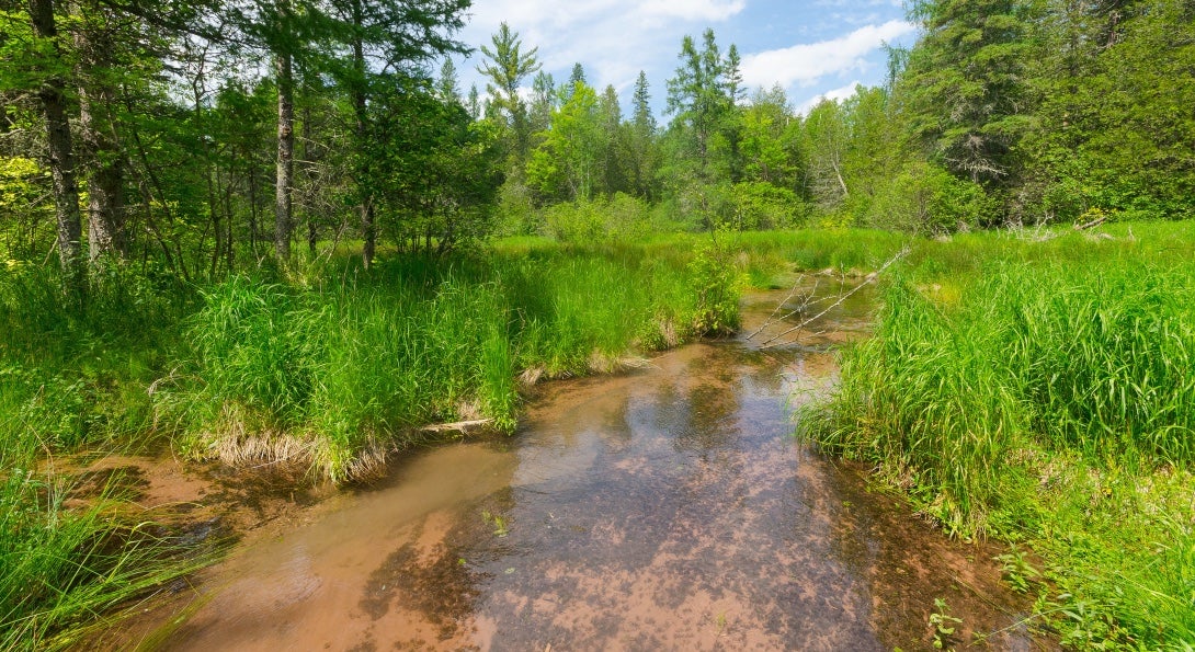 A stream passes through a natural area in Wisconsin